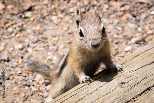 Obraz Golden-mantled ground squirrel
