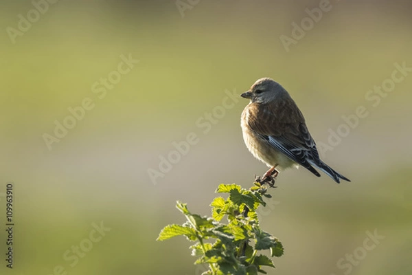 Fototapeta Linnet bird, Carduelis cannabina singing