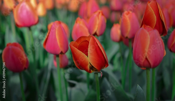 Fototapeta チューリップ