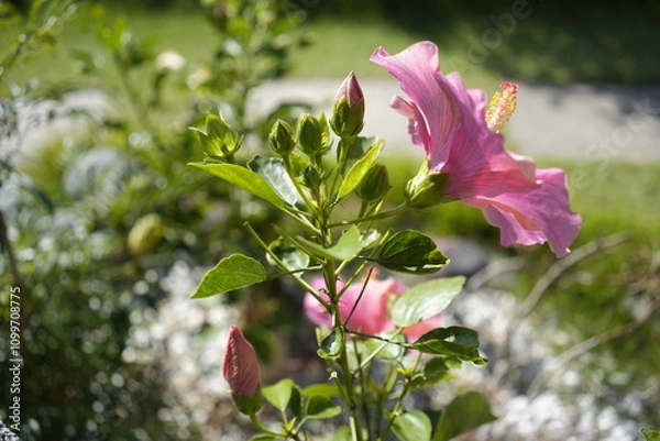 Obraz ピンクのハイビスカス