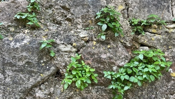 Obraz rocky texture from which plants grow