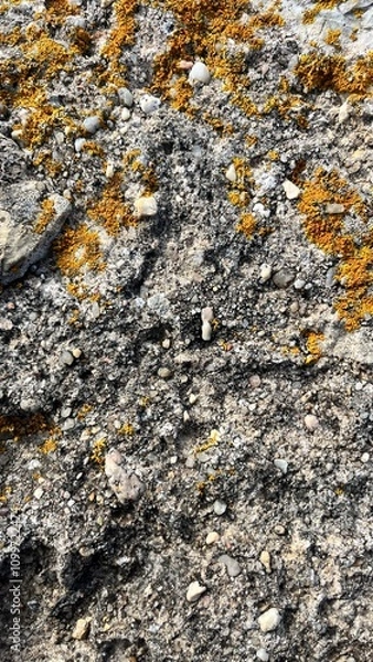 Obraz mountain texture with moss close-up