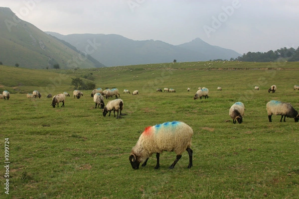 Obraz schafe in den pyrenäen