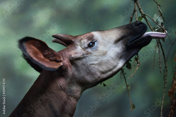 Fototapeta Okapi (Okapia Johnstoni).