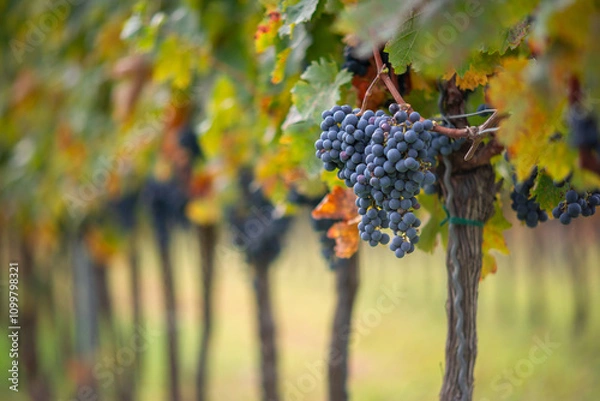 Obraz Bunch of blue grapes in the vineyard. Cabernet Franc grapes for making red wine in the harvesting.