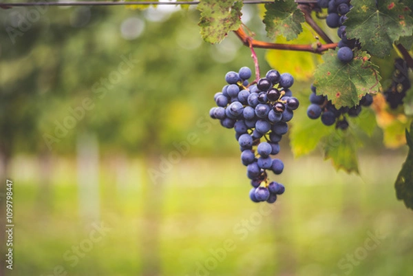 Obraz Bunch of blue grapes in the vineyard. Cabernet Franc grapes for making red wine in the harvesting.