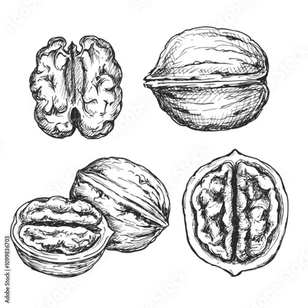 Fototapeta Walnut sketch ink graphic illustration, draft silhouette drawing, black on white line art. Botanical vintage etching food design.