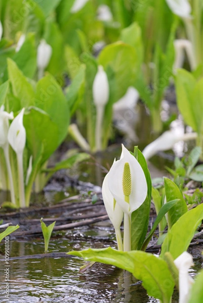 Fototapeta 水芭蕉