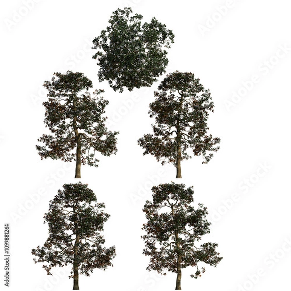 Fototapeta Southern Magnolia isolated on transparant background. 3d rendering	