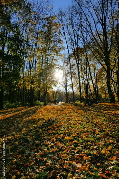 Fototapeta Jesienny park