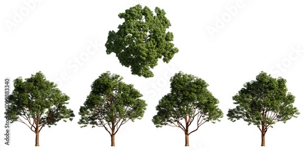 Obraz Paperbark Maple isolated on transparant background