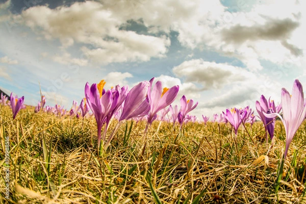 Obraz Krokusowy świat