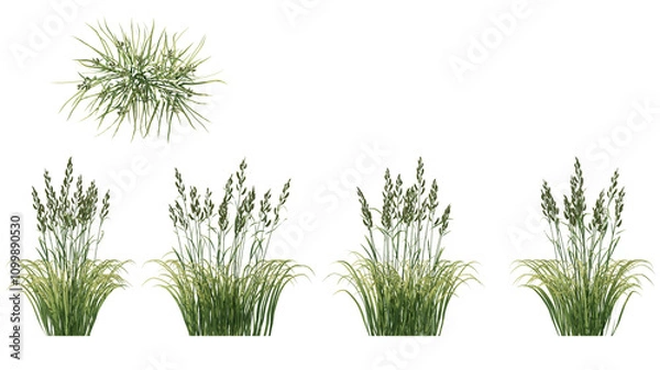 Fototapeta Prairie Cordgrass isolated on transparant background. 3d rendering	