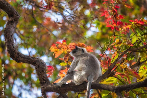 Obraz Lonely langoor