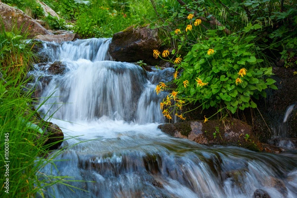 Obraz Mountain forest stream