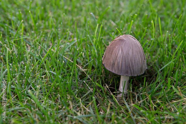 Obraz champignon brun sur pelouse