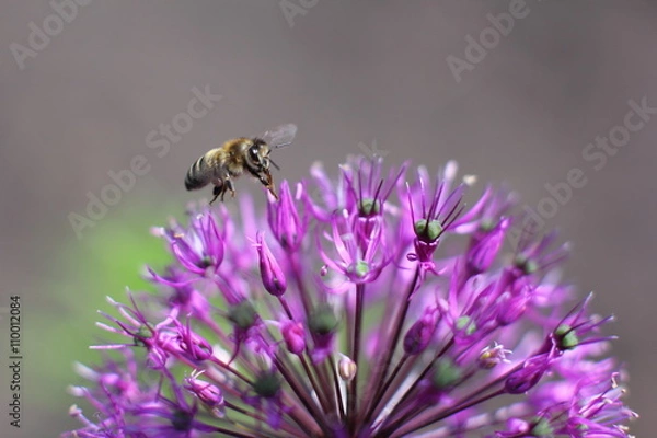 Obraz Bee on flower Allium