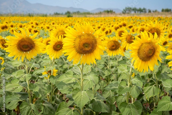 Obraz Sunflower in the field at Lopburi, Thailand