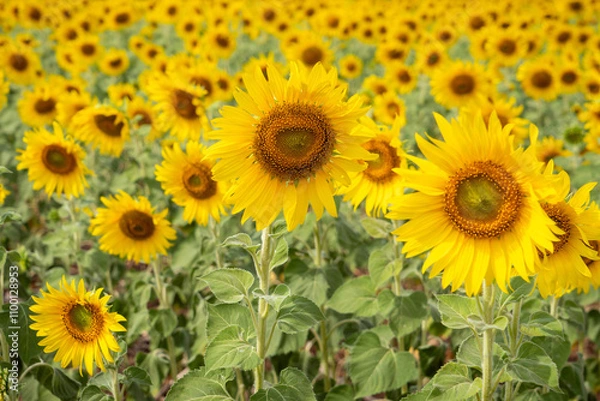 Obraz Sunflower in the field at Lopburi, Thailand