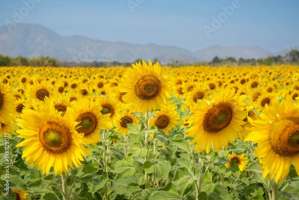 Obraz Sunflower in the field at Lopburi, Thailand