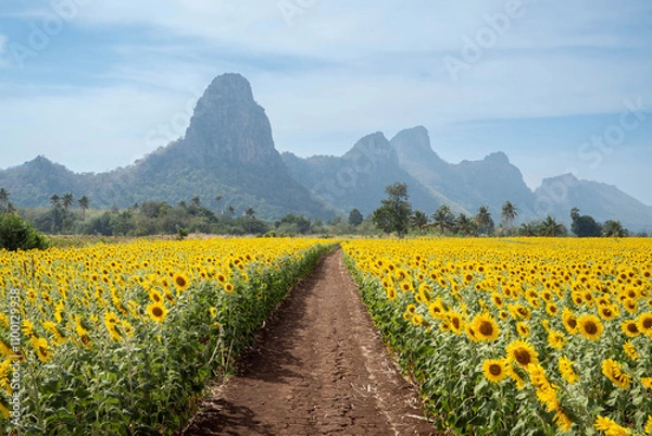 Obraz Sunflower in the field at Lopburi, Thailand