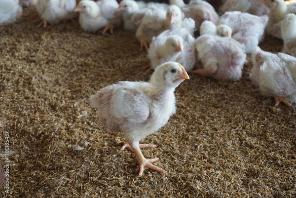 Fototapeta Broiler chicken in a poultry farm, White poultry chicken in chicken farming business, Closeup shot of little chickens in a broiler farm