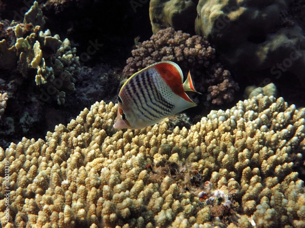 Fototapeta A Crown butterflyfish Chaetodon paucifasciatus feeding on Acropora sp. polyps   