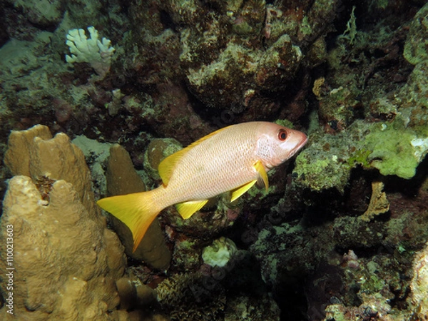 Obraz A One-spot snapper Lutjanus monostigma 