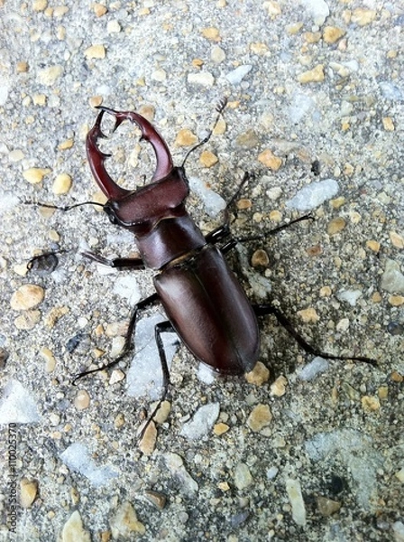Obraz stag beetle