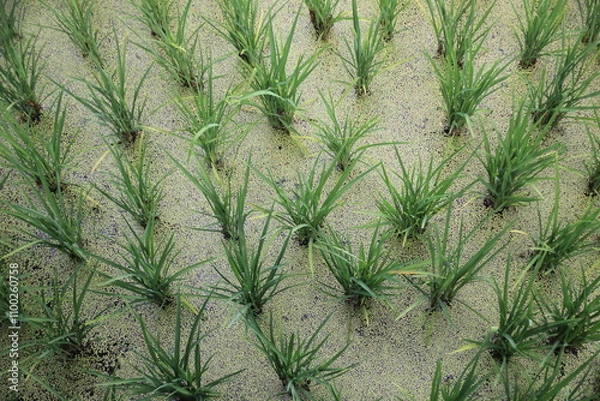 Obraz plante exotique