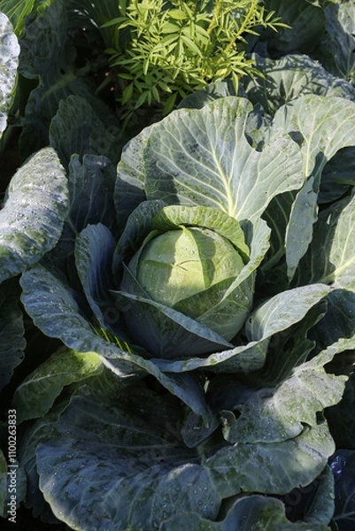 Fototapeta Growing Cabbage in a Home Garden 