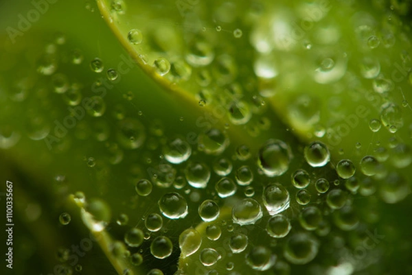 Obraz Water drops on a green background. Water droplets