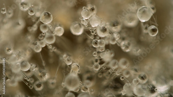 Obraz Water drops on a dandelion. Water droplets in macro
