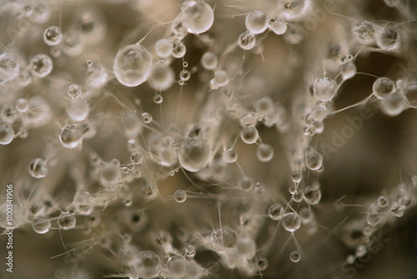 Obraz Water drops on a dandelion. Water droplets in macro
