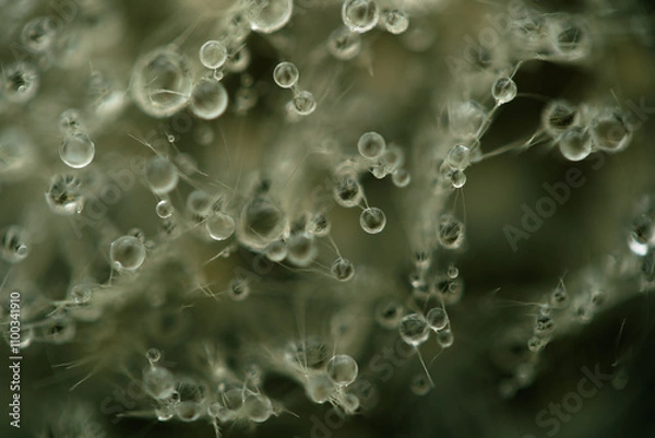 Obraz Water drops on a dandelion. Water droplets in macro