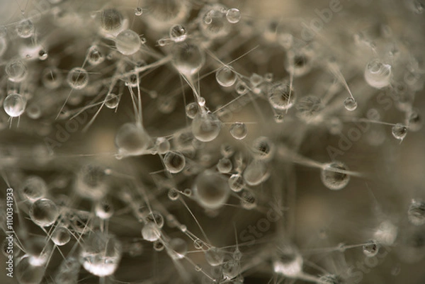 Obraz Water drops on a dandelion. Water droplets in macro