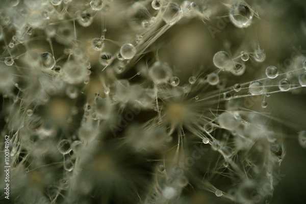 Obraz Water drops on a dandelion. Water droplets in macro