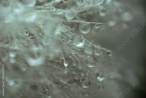 Obraz Water drops on a dandelion. Water droplets in macro