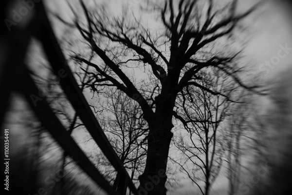 Obraz Distorted scary trees. Frightening park. Forest