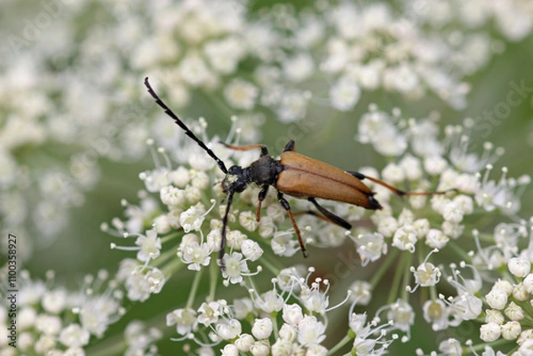 Fototapeta Brown longhorn beetle feeding on flowers