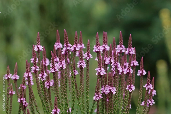 Fototapeta Pink vervain flower spikes in close up