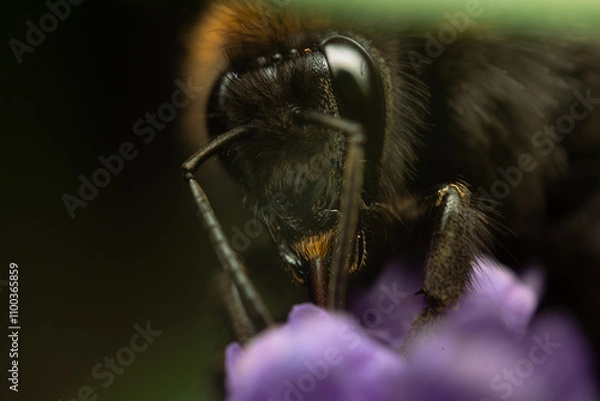 Obraz Eating bumblebee