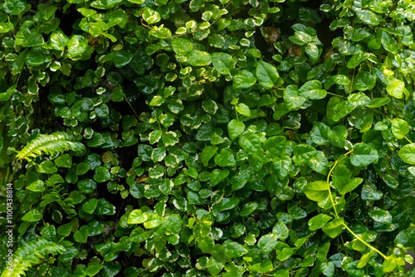 Obraz Climbing plant on the wall. Small green leaves texture background.
