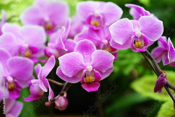 Fototapeta デンファレ　デンドロビウム　シンビジウム　蘭