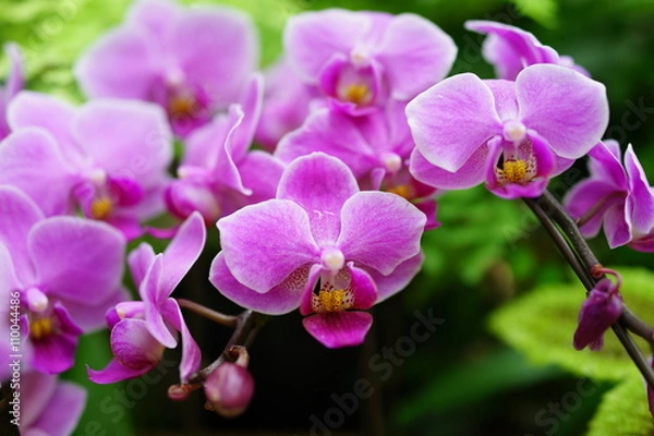 Obraz デンファレ　デンドロビウム　シンビジウム　蘭