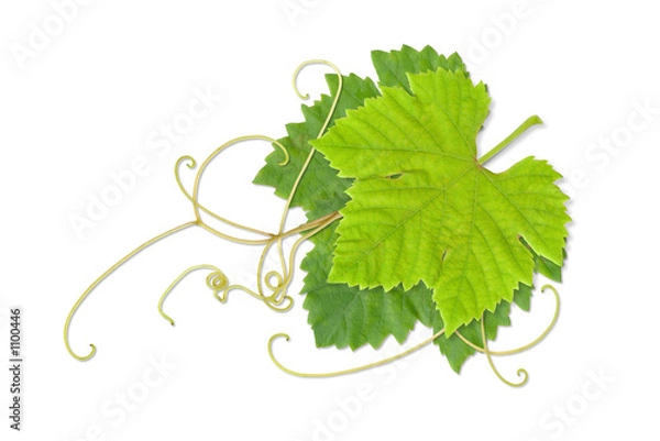 Obraz grape leaves 02