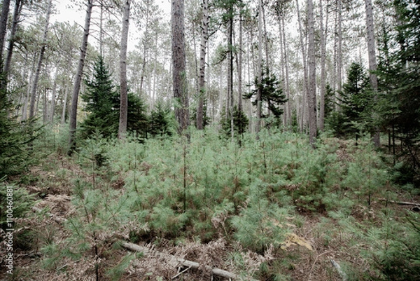 Obraz Cathedral Pines Trail