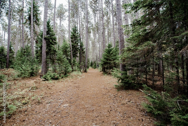 Obraz Cathedral Pines Trail