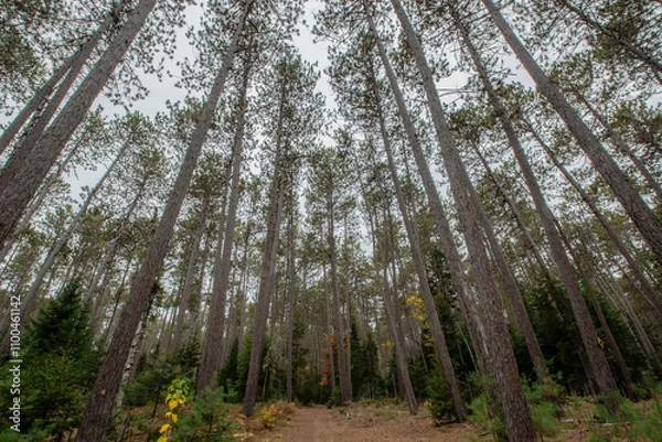 Obraz Cathedral Pines Trail