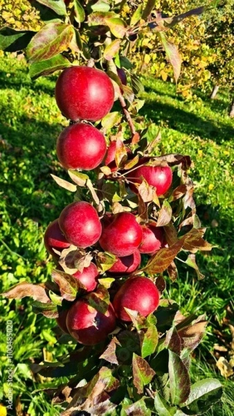 Obraz Ripe tasty and healthy red apples on small fruit trees in the village